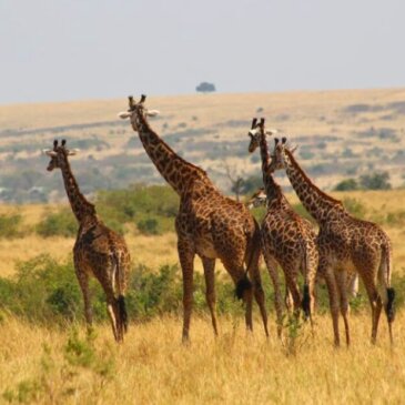 Kenia romuttaa viisumit sähköisten matkustuslupien tilalle kaikille matkustajille